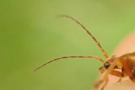 Attēlu rezultāti vaicājumam “Cantharis figurata”