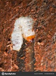 Attēlu rezultāti vaicājumam “Cerambycidae larva”