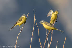 Attēlu rezultāti vaicājumam “Motacilla flava flava adult”