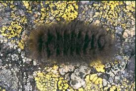 Attēlu rezultāti vaicājumam “Gynaephora selenitica larva”