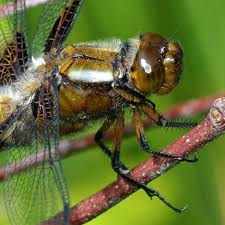 Attēlu rezultāti vaicājumam “Libellula depressa male”