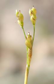 Attēlu rezultāti vaicājumam “Saelania glaucescens”