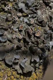 Attēlu rezultāti vaicājumam “Pleurosticta acetabulum”