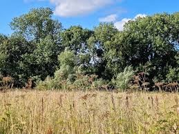 Image result for Cheadle (Kingsway) Sports Club Limited