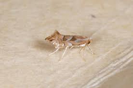 Attēlu rezultāti vaicājumam “Phyllonorycter sp.”