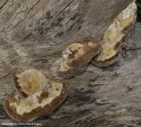 Attēlu rezultāti vaicājumam “Postia tephroleucus”