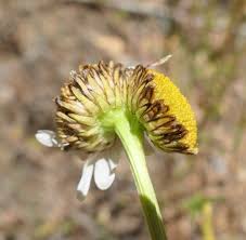 Attēlu rezultāti vaicājumam “Leucanthemum vulgare flower”