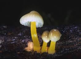 Attēlu rezultāti vaicājumam “Mycena epipterygia”
