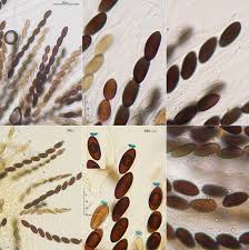 Attēlu rezultāti vaicājumam “Poronia punctata”