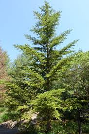 Attēlu rezultāti vaicājumam “Abies veitchii”