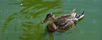 Attēlu rezultāti vaicājumam “Anas platyrhynchos female”