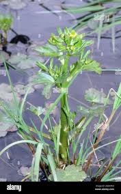 Attēlu rezultāti vaicājumam “Ranunculus sceleratus leaf”