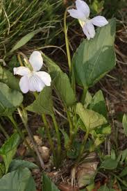 Attēlu rezultāti vaicājumam “Viola canina fruit”