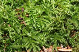 Attēlu rezultāti vaicājumam “Sciuro-hypnum reflexum”