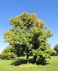 Attēlu rezultāti vaicājumam “Kalopanax septemlobus”