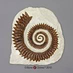 Whirltooth Shark Teeth Helicoprion bessonowi in Matrix Replica ...