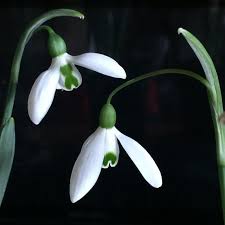 Attēlu rezultāti vaicājumam “Galanthus nivalis leaf”