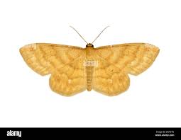 Attēlu rezultāti vaicājumam “Idaea serpentata”