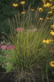 Attēlu rezultāti vaicājumam “Molinia caerulea flower”
