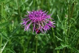 Attēlu rezultāti vaicājumam “Centaurea scabiosa bud”