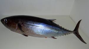Image result for Thunnus alalunga