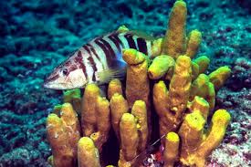 Image result for Serranus atricauda