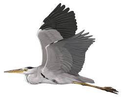 Attēlu rezultāti vaicājumam “Ardea cinerea adult”