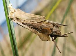 Attēlu rezultāti vaicājumam “Cystiphora sanguinea larva”