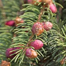 Attēlu rezultāti vaicājumam “Picea abies male flower”