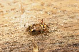 Attēlu rezultāti vaicājumam “Rhabdomiris striatellus”