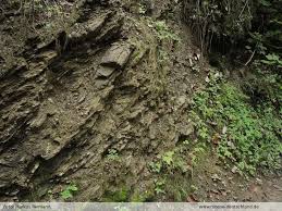 Attēlu rezultāti vaicājumam “Didymodon fallax var. brevifolius”