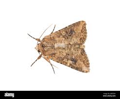 Attēlu rezultāti vaicājumam “Hadula trifolii”