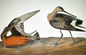 Image result for Limosa haemastica