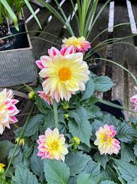 Image result for Dahlia x pinnata `Decorative Giants`