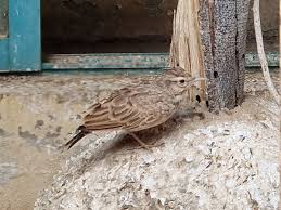 Attēlu rezultāti vaicājumam “Alauda arvensis”