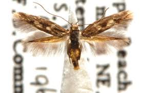 Attēlu rezultāti vaicājumam “Scythrididae”