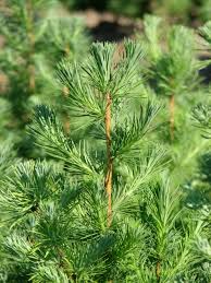 Attēlu rezultāti vaicājumam “Larix kaempferi leaf”
