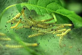 Attēlu rezultāti vaicājumam “Yponomeuta evonymella larva”