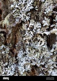 Attēlu rezultāti vaicājumam “Parmelia submontana”