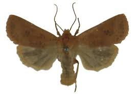 Attēlu rezultāti vaicājumam “Conistra rubiginea”