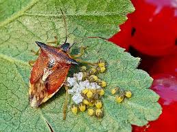 Attēlu rezultāti vaicājumam “Elasmucha ferrugata”