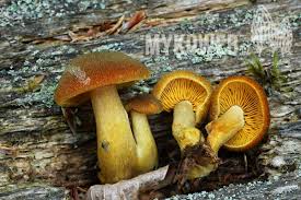 Attēlu rezultāti vaicājumam “Tricholomopsis decora”