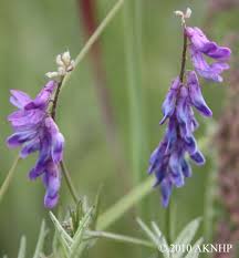 Attēlu rezultāti vaicājumam “Vicia cracca bud”