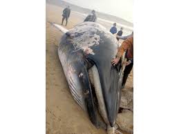 Image result for Balaenoptera acutorostrata