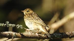 Attēlu rezultāti vaicājumam “Anthus trivialis”