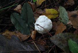 Attēlu rezultāti vaicājumam “Clathrus ruber”