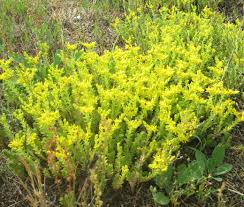 Attēlu rezultāti vaicājumam “Sedum sexangulare flower”
