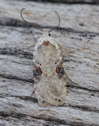 Attēlu rezultāti vaicājumam “Agonopterix alstromeriana”