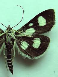 Attēlu rezultāti vaicājumam “Anania funebris”