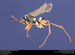 Attēlu rezultāti vaicājumam “Pompilidae”